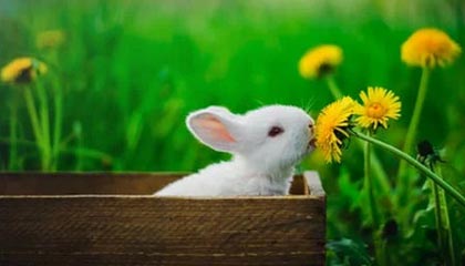 pg电子免费试玩-开云注册平台：云端速度与安全并行的一站式数字起点